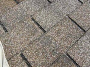 shingle balding